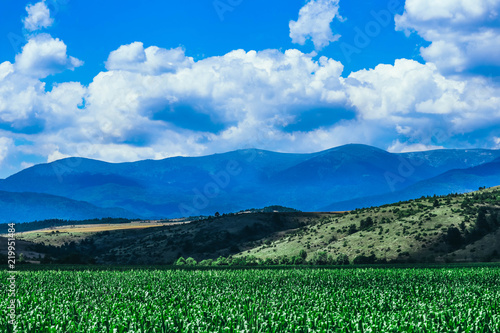 Wallpaper Mural A corn field, mountain landscape on the background. Torontodigital.ca