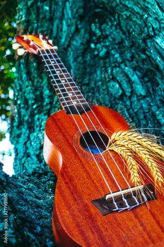 An ukulele guitar with a golden rye spikes. Music, nature and harvesting concept.