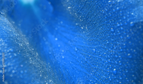 Water drop on rose petal. Macro with shallow depth of field.