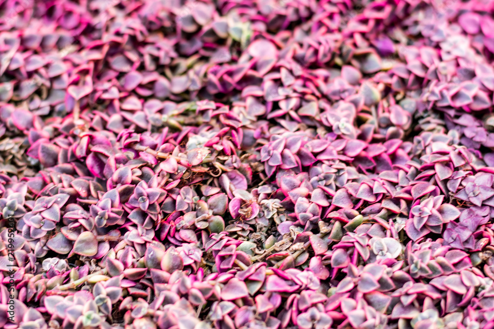 Obraz premium background of flowers