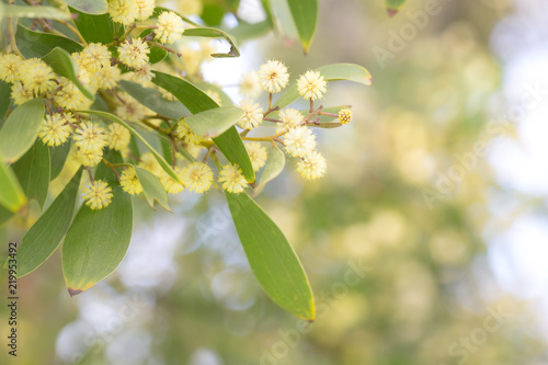 Wattle tree branch with yellow flowers
