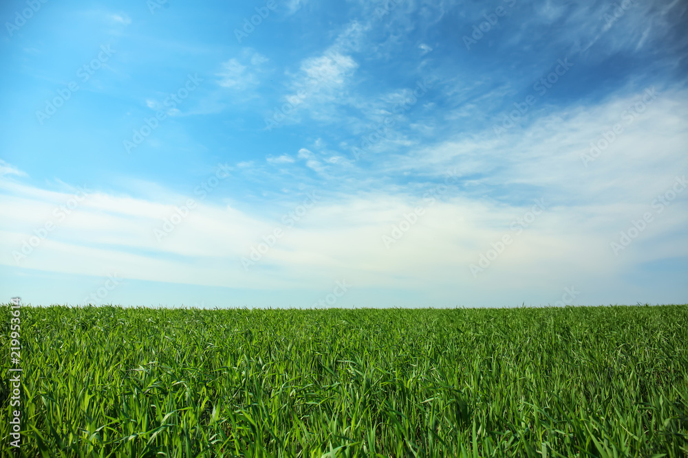 Green field with beautiful sky on sunny spring day Green field with beautiful sky on sunny spring day