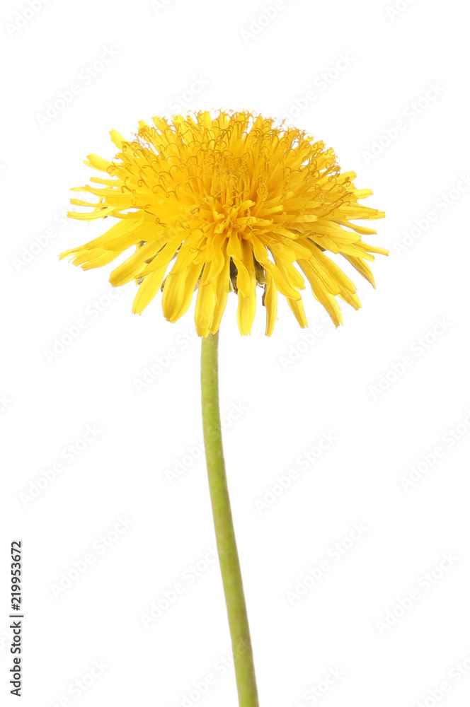 Fototapeta premium Yellow dandelion on white background