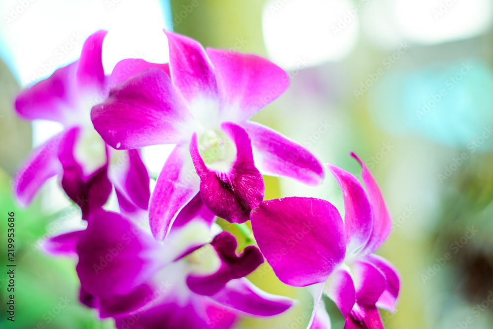 Close up beautiful orchid flower and green leaves background in the garden, Beautiful orchid flower with natural background. Close up beautiful orchid flower and green leaves background in the garden, Beautiful orchid flower with natural background.
