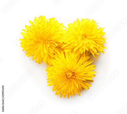Yellow dandelions on white background