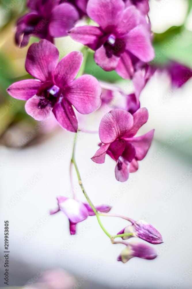 Close up beautiful orchid flower and green leaves background in the garden, Beautiful orchid flower with natural background. Close up beautiful orchid flower and green leaves background in the garden, Beautiful orchid flower with natural background.