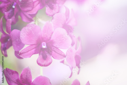 Close up beautiful orchid flower and green leaves background in the garden, Beautiful orchid flower with natural background.