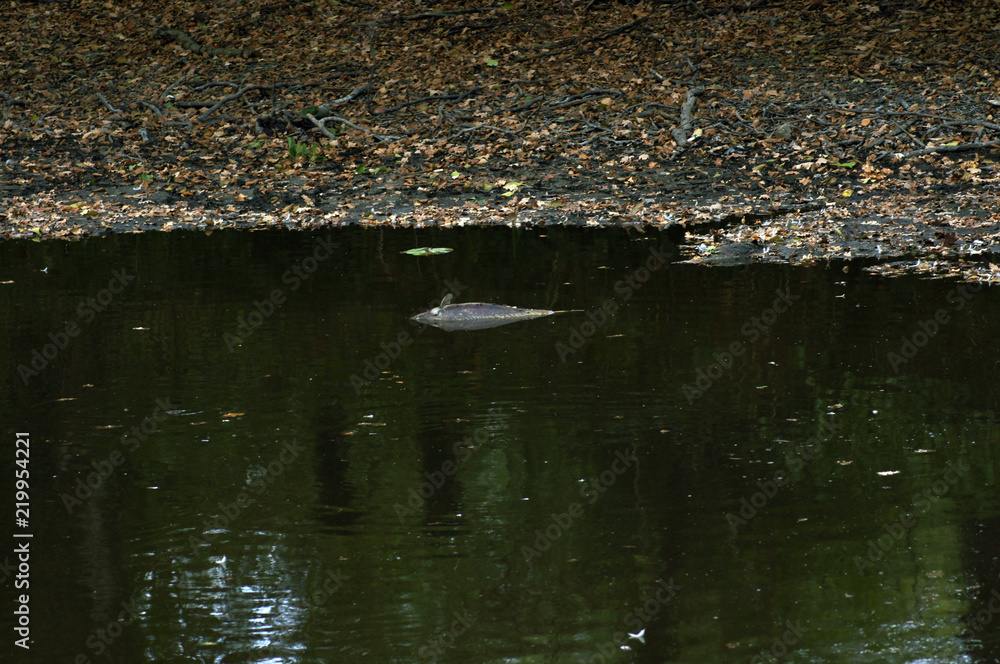 Fototapeta premium Ausgetrockneter See und tote Fische nach Dürre Periode
