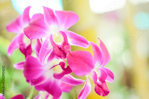 Close up beautiful orchid flower and green leaves background in the garden, Beautiful orchid flower with natural background. © PhatCha
