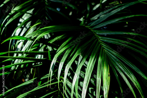 Green Tropical leaves background ,element of plant texture © PhatCha