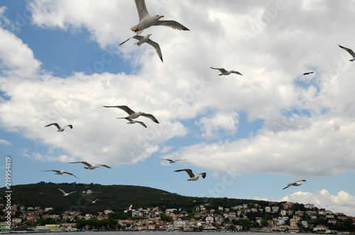 The seagulls is flying near people on a ferry near the Princes' islands in Istanbul