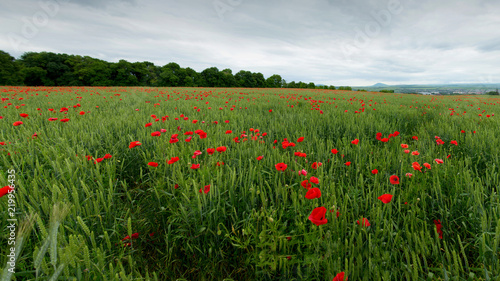 Poppy field in spring and rain cloudy sky. panoramas of flowering spring poppies among the wheat field and mountain massifs in background