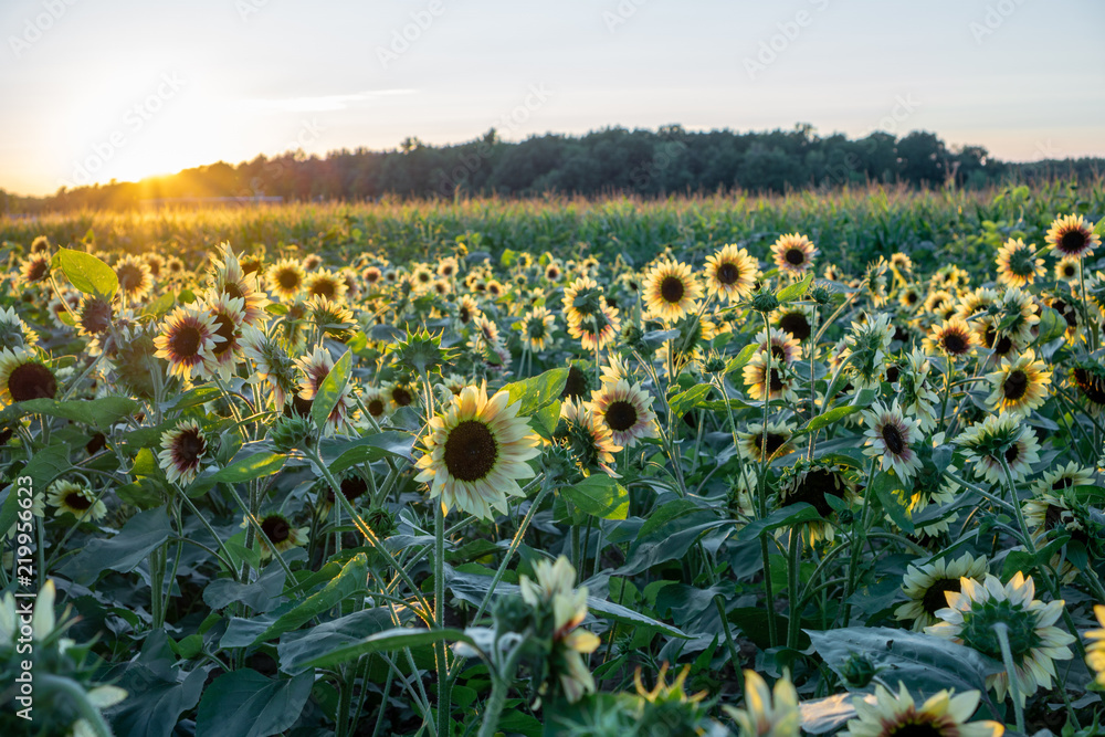 Obraz premium Sunflower fields at sunset