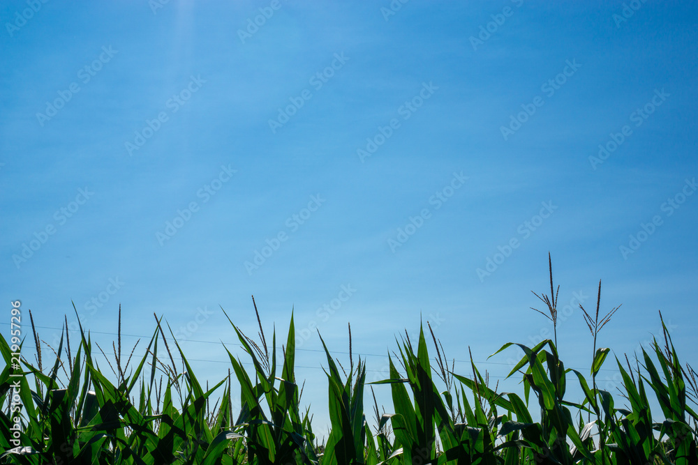 Corn husks in blue sky Corn husks in blue sky
