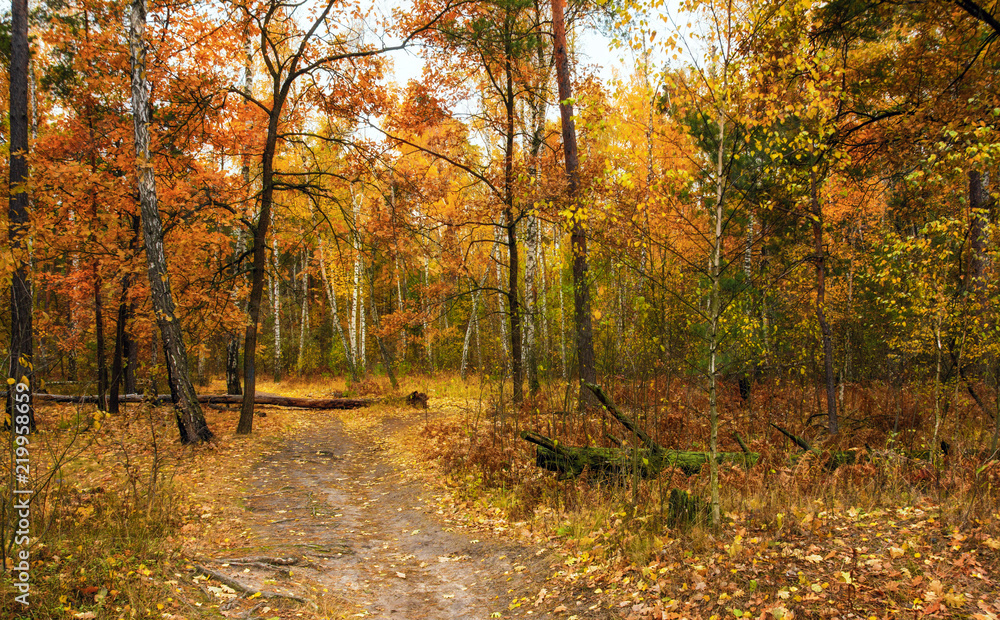 autumn sketches. landscape. autumn colors.