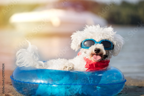 Fototapeta Naklejka Na Ścianę i Meble -  small dog, a curly bison with sunglasses on the beach