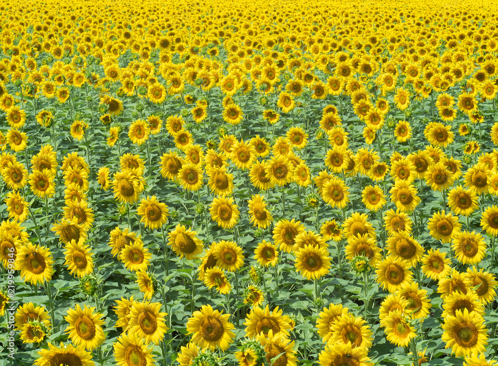Field of sunflowers at summer, rural landscape. Medium shot. Thousands of yellow sunflowers with green leaves blooming in the field. Blurred background. Soft selective focus Field of sunflowers at summer, rural landscape. Medium shot. Thousands of yellow sunflowers with green leaves blooming in the field. Blurred background. Soft selective focus