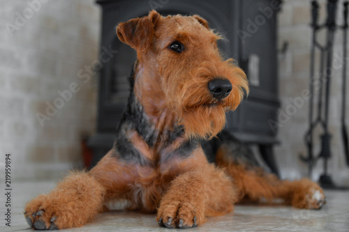 Airedale Terrier dog (puppy 8 month old) in the interior of the house (by the fireplace and woodpile)