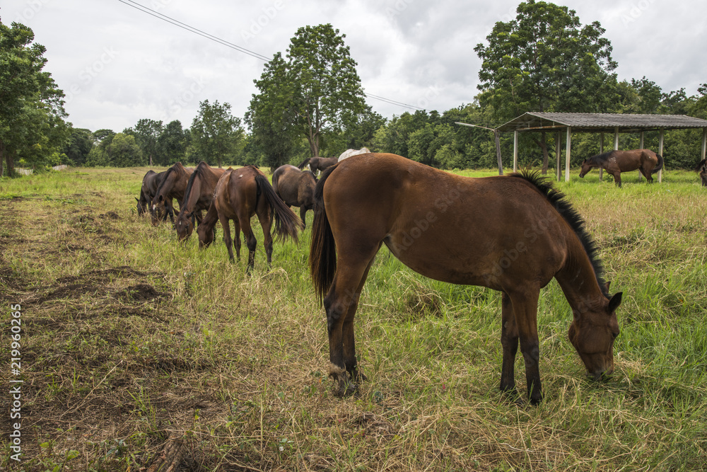 horses on the farm horses on the farm