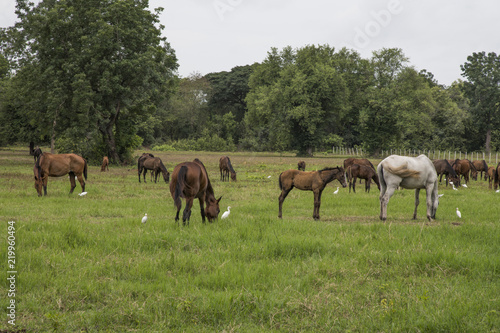 horses on the farm