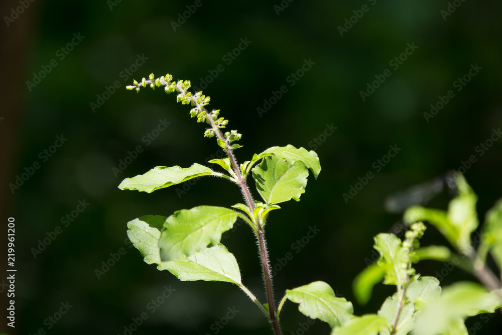 leaf and flower of holy basil thailand herb leaf and flower of holy basil thailand herb