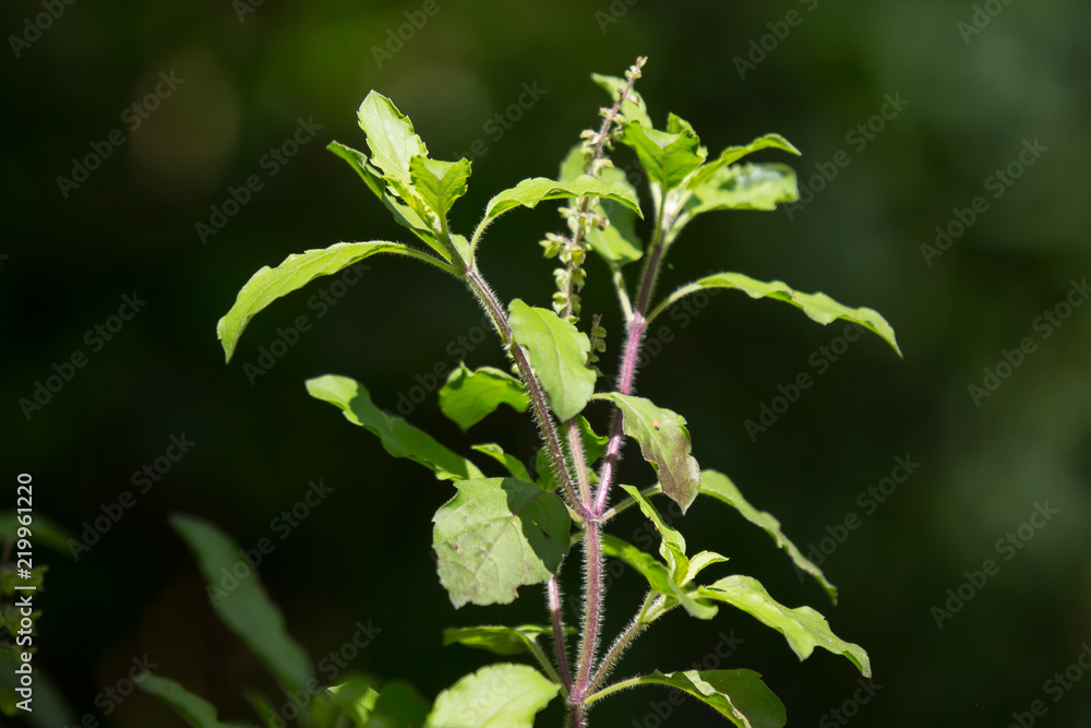 leaf and flower of holy basil thailand herb leaf and flower of holy basil thailand herb