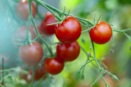 Cherry Tomatoes Growth