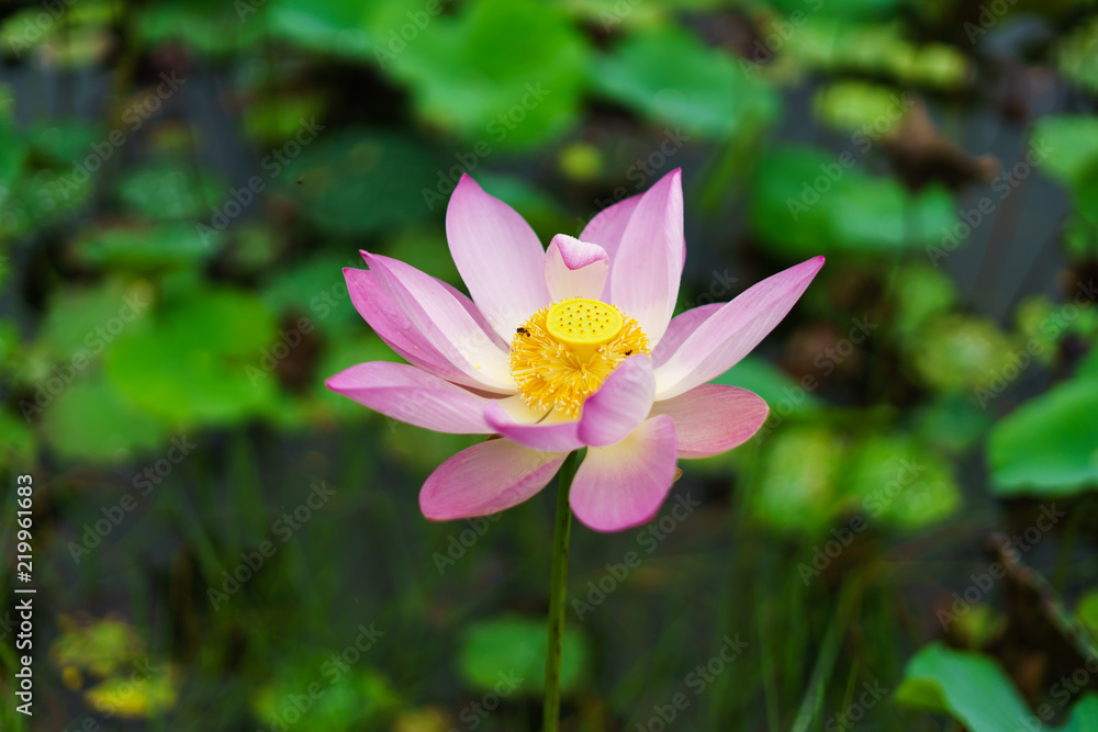 Pink lotus flower in nature on the way.