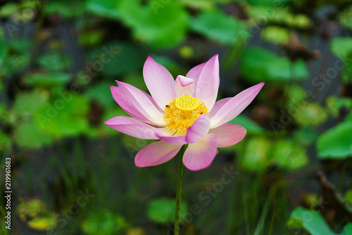 Pink lotus flower in nature on the way.