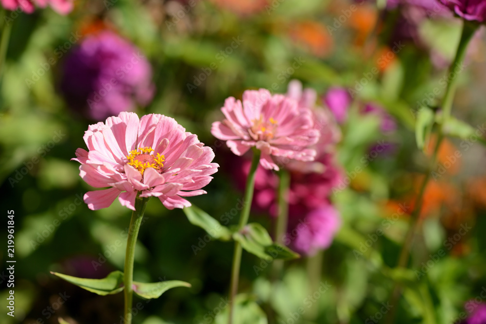 Bright cynia flowers in a summer garden close up Bright cynia flowers in a summer garden close up