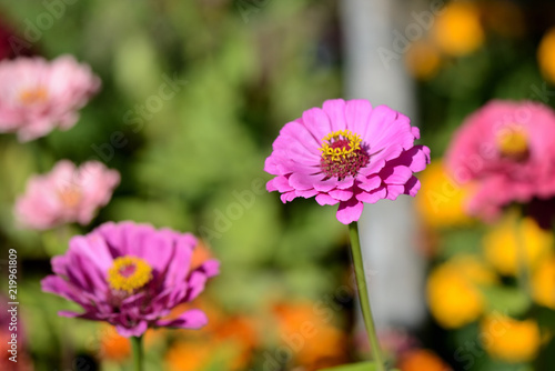 Bright cynia flowers in a summer garden close up