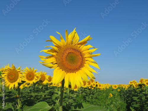 Sunflowers field and clear blue sky. Blooming sunflower  picturesque rural landscape