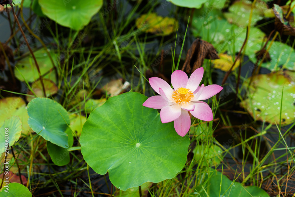 Pink lotus flower in nature on the way. Pink lotus flower in nature on the way.
