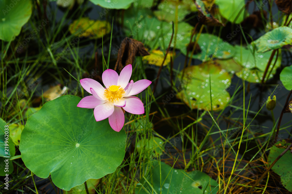Pink lotus flower in nature on the way. Pink lotus flower in nature on the way.