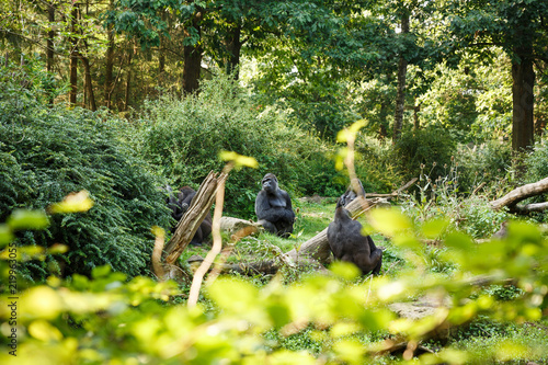 Fotografie, Obraz Western lowland gorillas