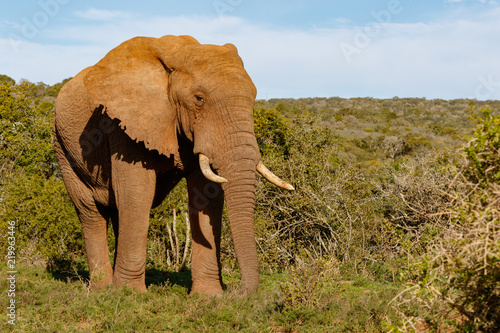 Elephant walking proudly through the bushes