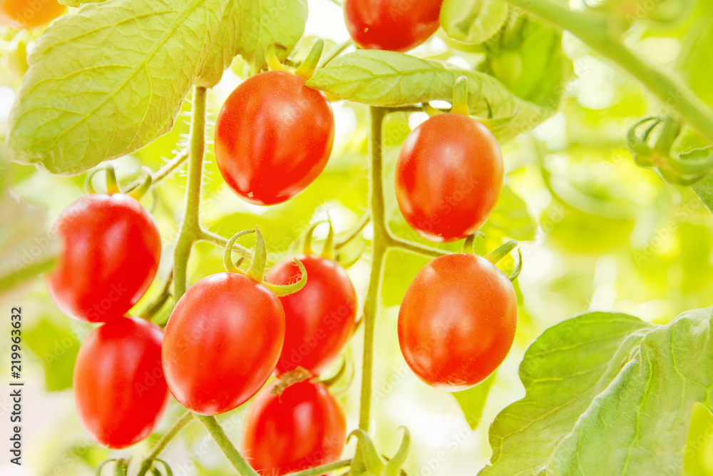 tomatoes grown in greenhouse conditions, tomato production on a large scale