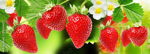 ripe fresh garden strawberries