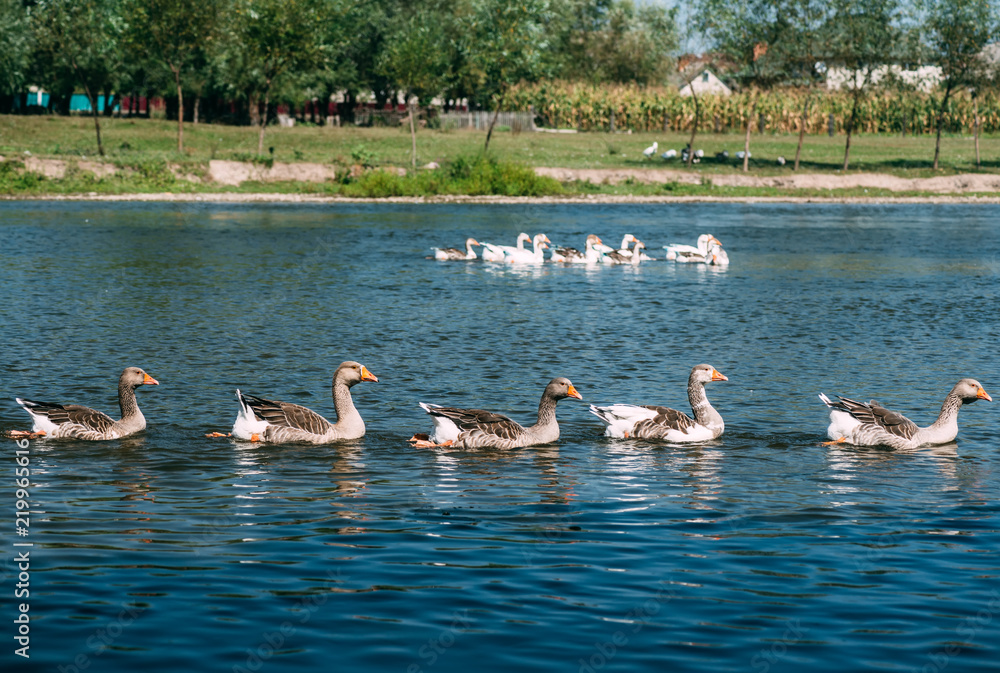Fototapeta premium A beautiful flock of geese floats in the river. General view of the rural landscape.