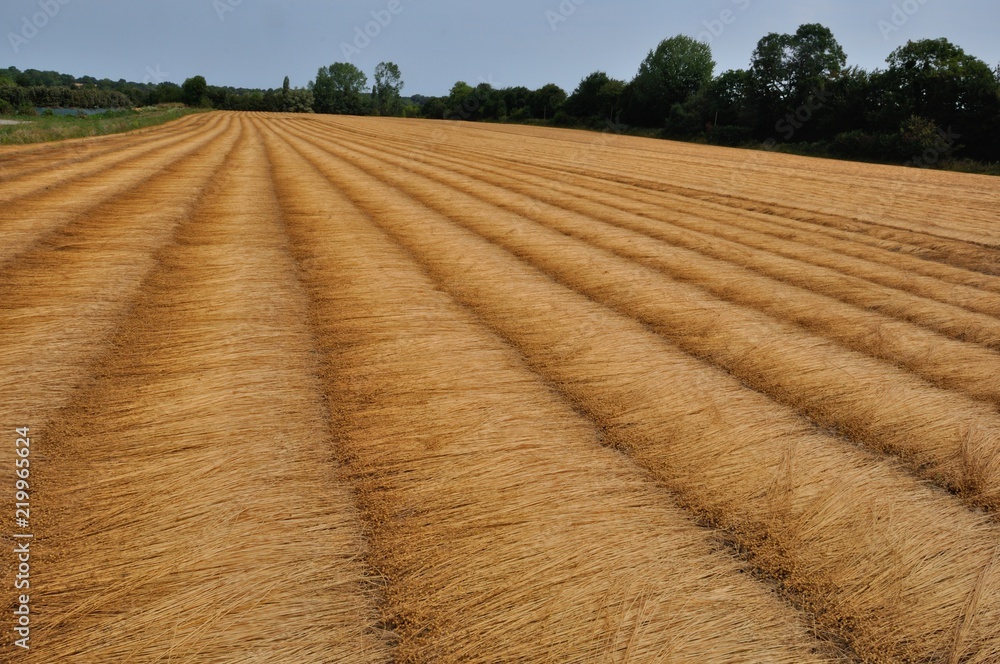 France, linen field in Normandy France, linen field in Normandy
