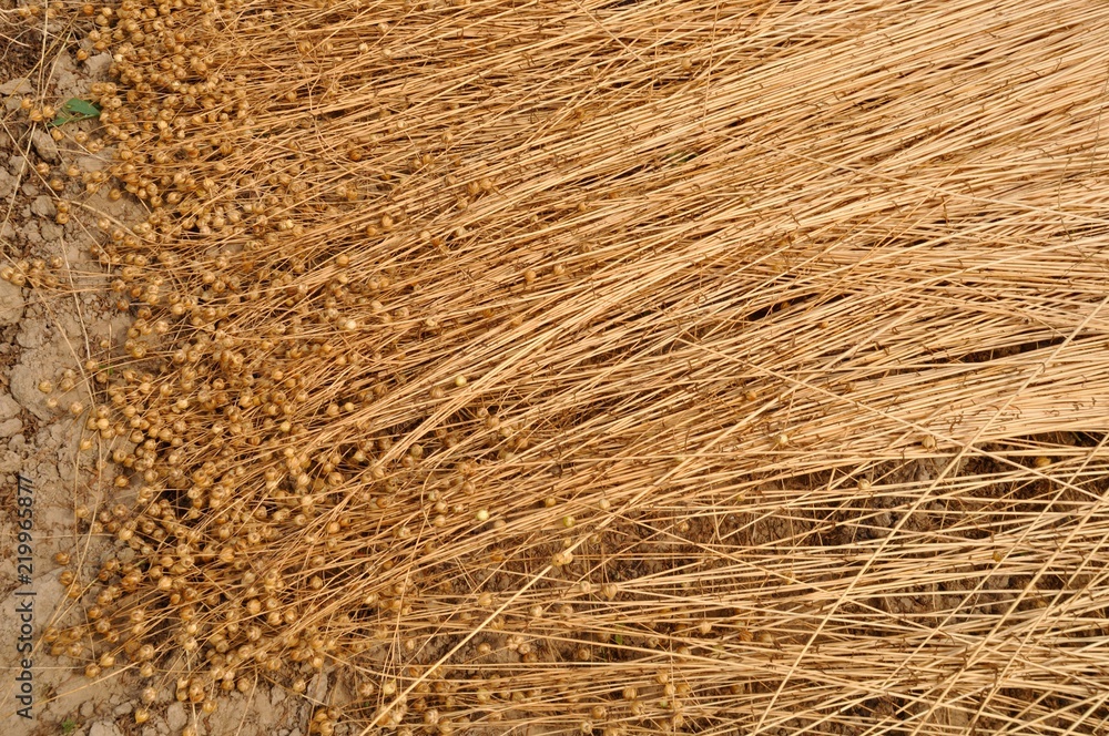 France, linen field in Normandy France, linen field in Normandy