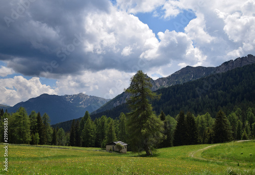 Landscape at Alp Mountains, old cottage, green meadow and pine trees at summer in the Italian Alps