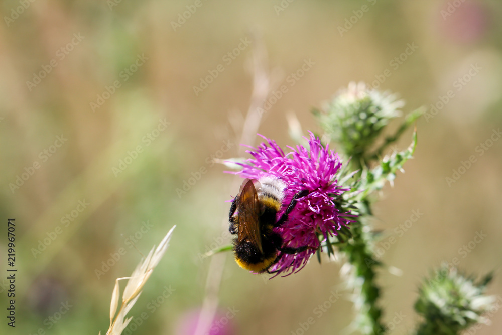 Hummel, Biene auf Mariendistel Hummel, Biene auf Mariendistel