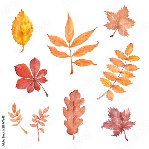 Watercolor set of the fallen leaves on a white background.