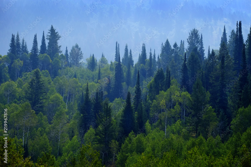 Forest of Pine Trees in Mountains Landscape Lush Green Growth Foliage - obrazy, fototapety, plakaty 