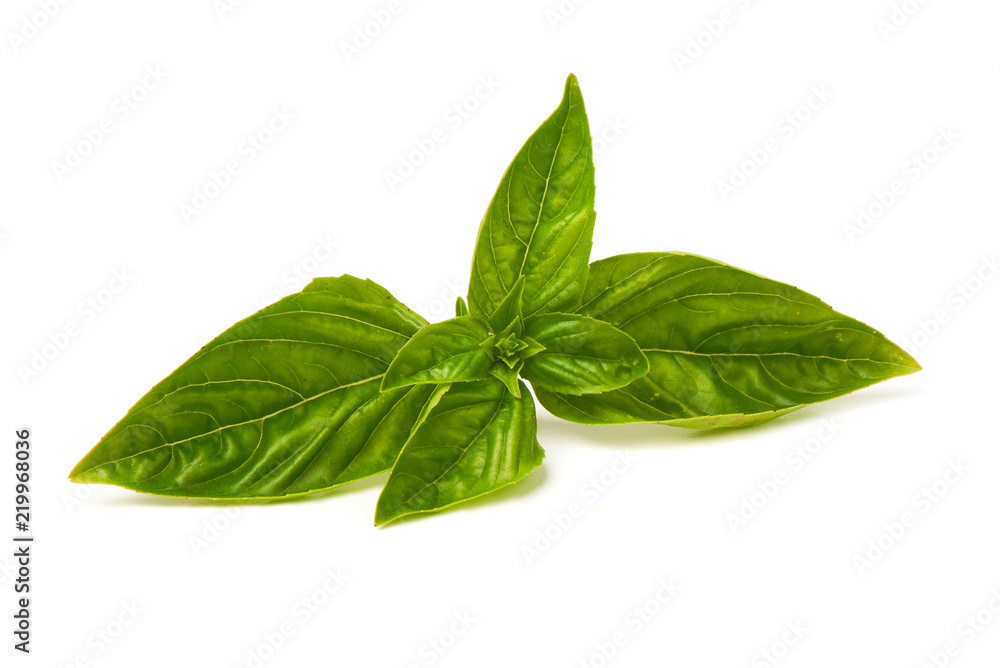 Fresh green basil leaf, isolated on white background.