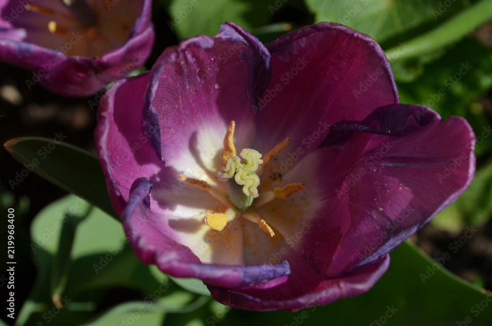 Naklejka premium Stigma of a purple tulip in spring