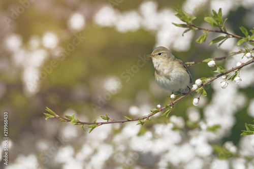 Bird chifchaff on flowering plum tree branch in spring © EriksFoTo