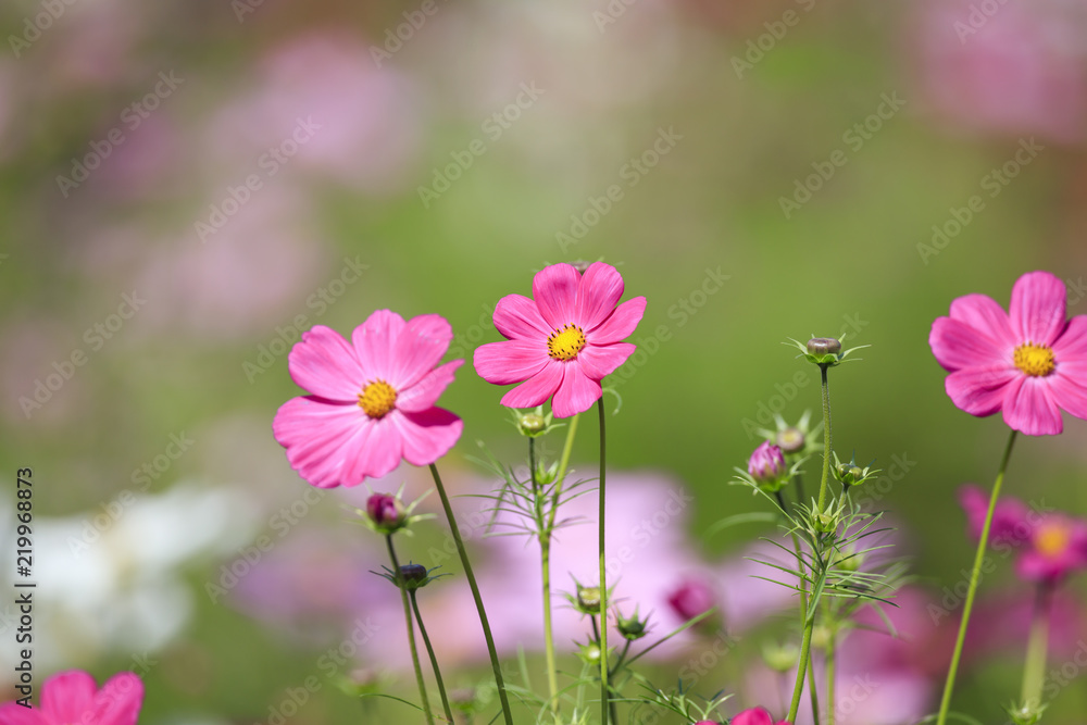 Cosmos bipinnatus - Dwarf sensation Cosmos bipinnatus - Dwarf sensation