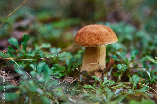 Cep Mushroom Growing in Autumn Forest. Boletus. Mushroom picking